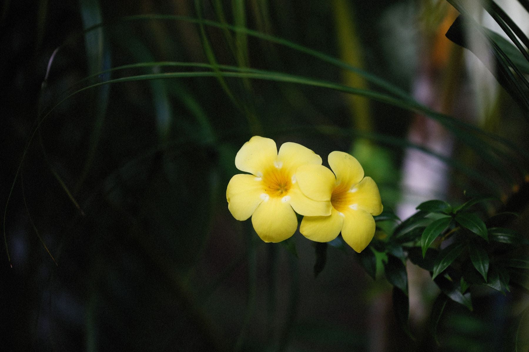 Do golden yellow allamanda phool paas-paas khile hue, dark background mein