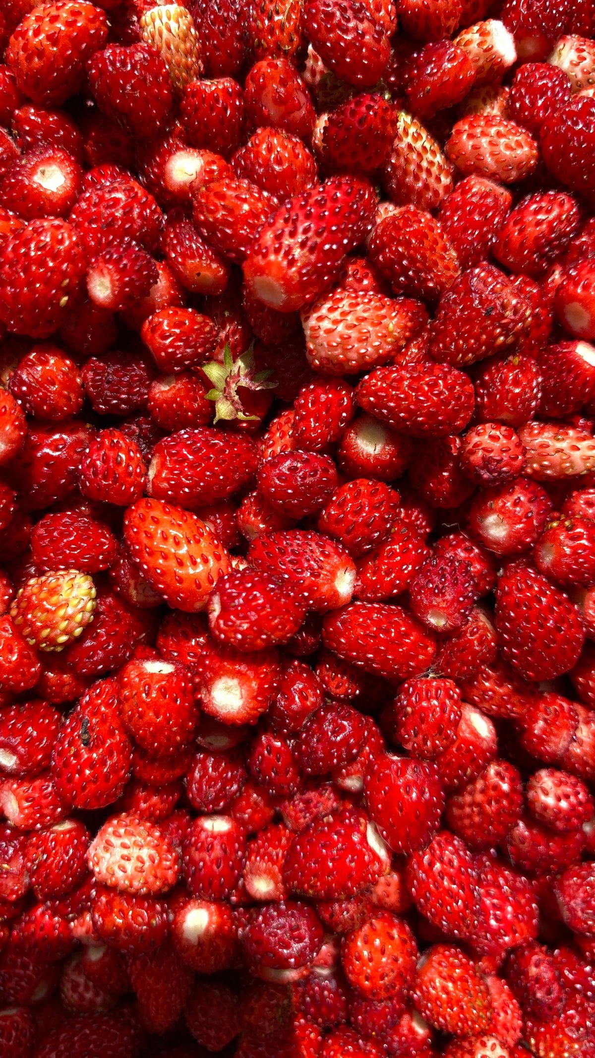 Chote, irregular-shape wild/alpine strawberries (Fragaria vesca) ka dher, pake hue lal rang mein
