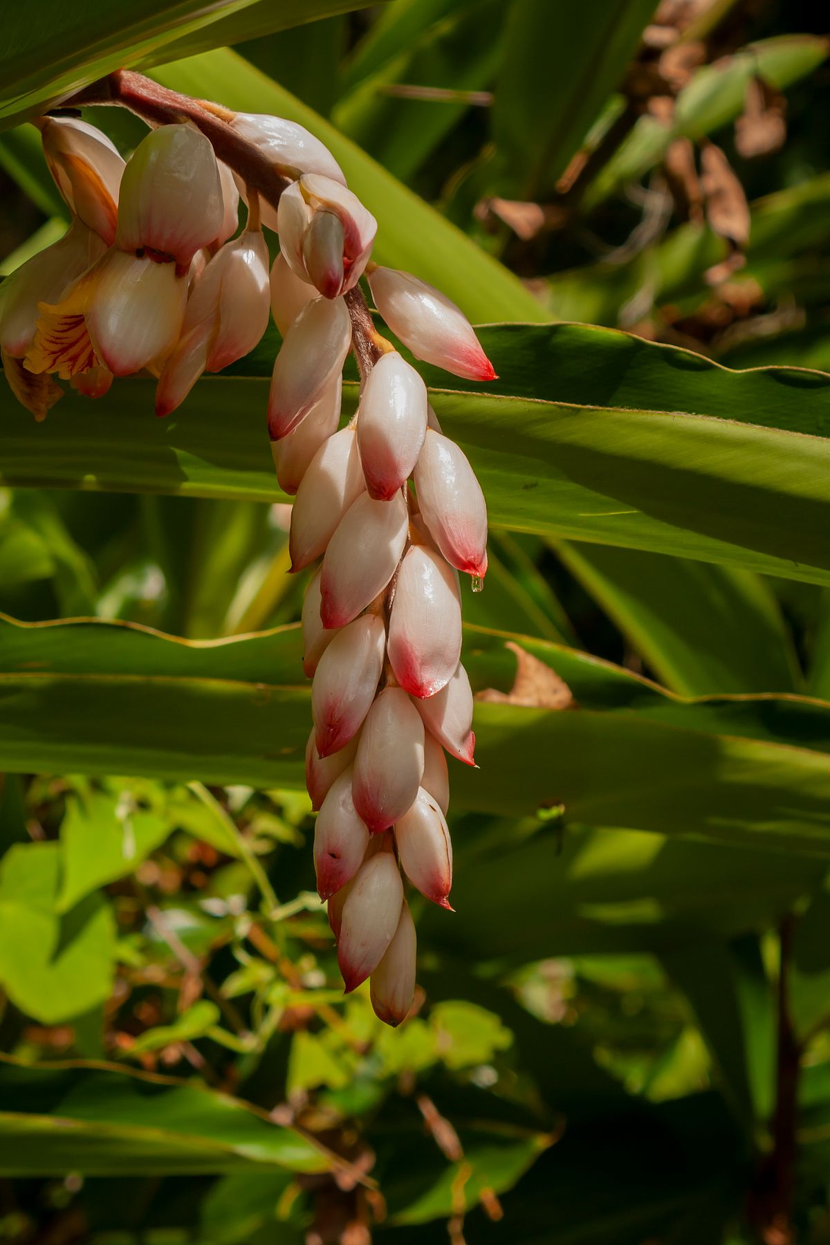 Shell ginger (Alpinia zerumbet) ke saphed-gulabi shell-jaise buds jinke sirf lal tips hain, ek khula phool peela-lal gale ke saath