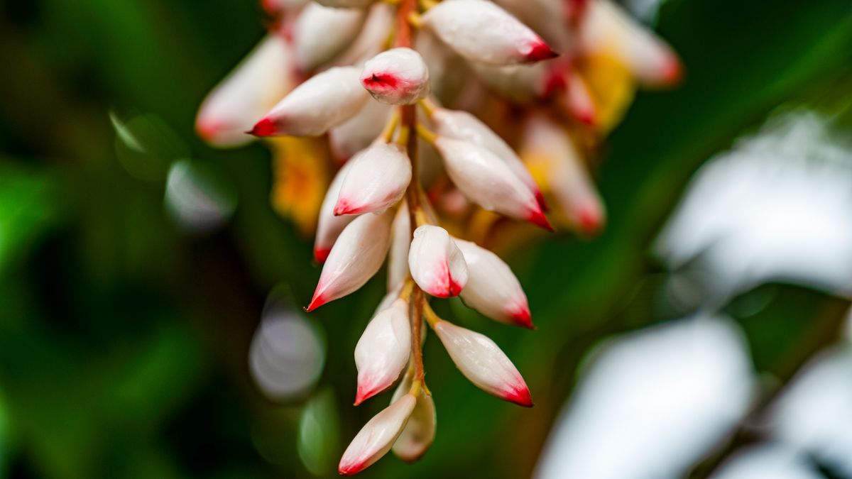 Alpinia zerumbet ke latakte hue cream-pink buds ka close-up, background mein peela-orange phool dikh raha hai