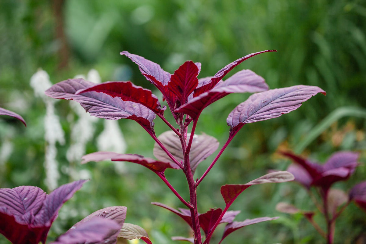 Amaranthus tricolor plant ki lal-purple patti (Molten Fire jaisa vibrant red-purple foliage)