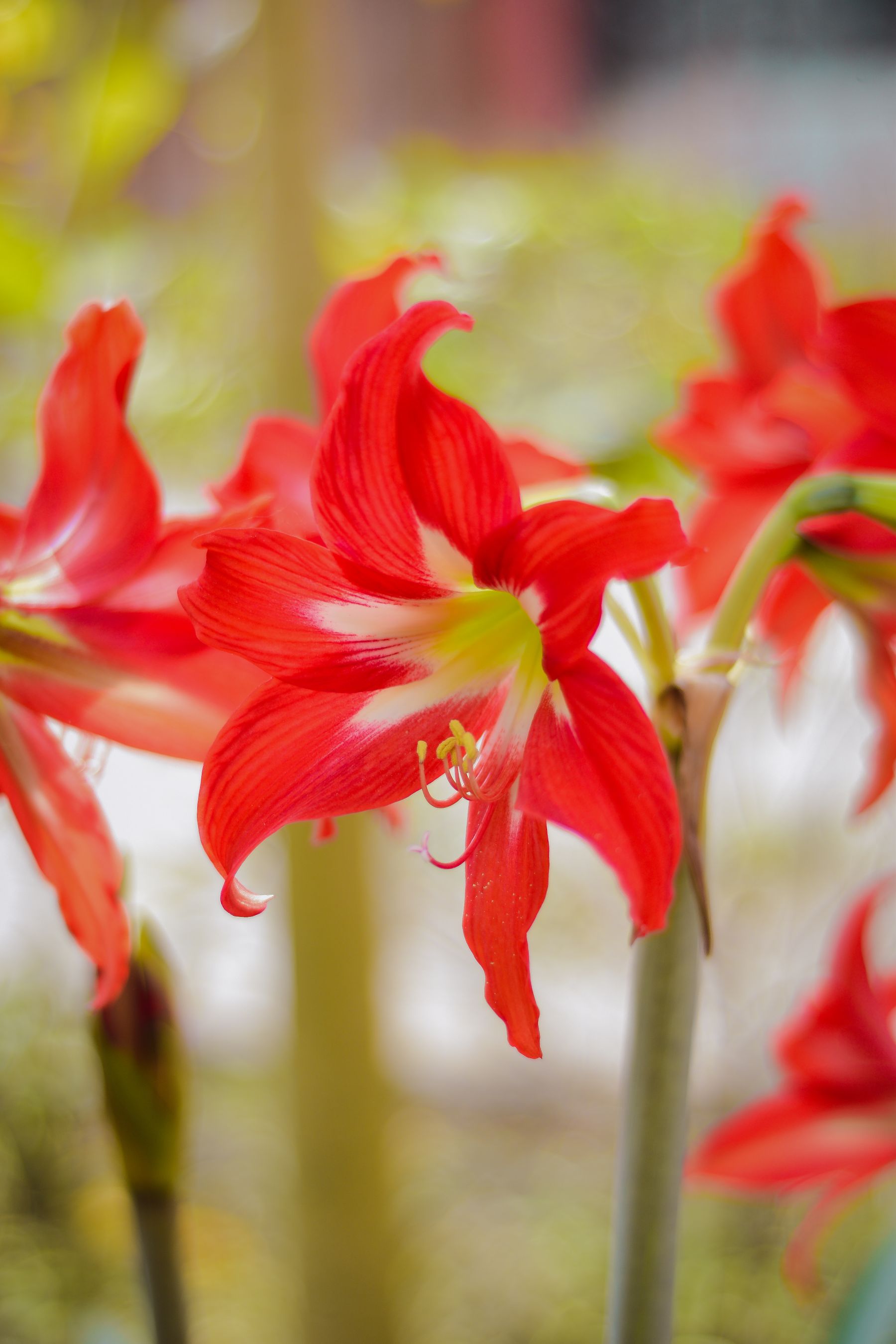 Laal (red) amaryllis/hippeastrum ka bada trumpet-shaped phool, petals par safed-peeli dhaari ke saath, garden background