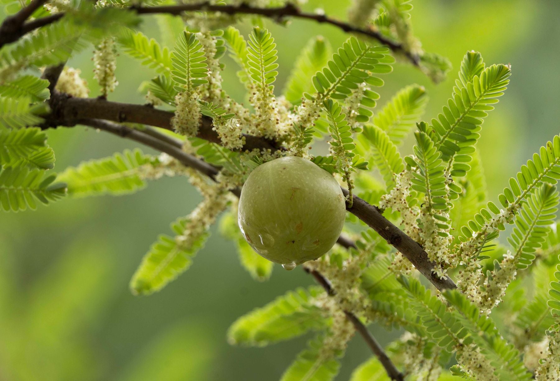 Amla (Indian gooseberry) ka fresh green fruit tree ki daali par, patti aur phool ke saath