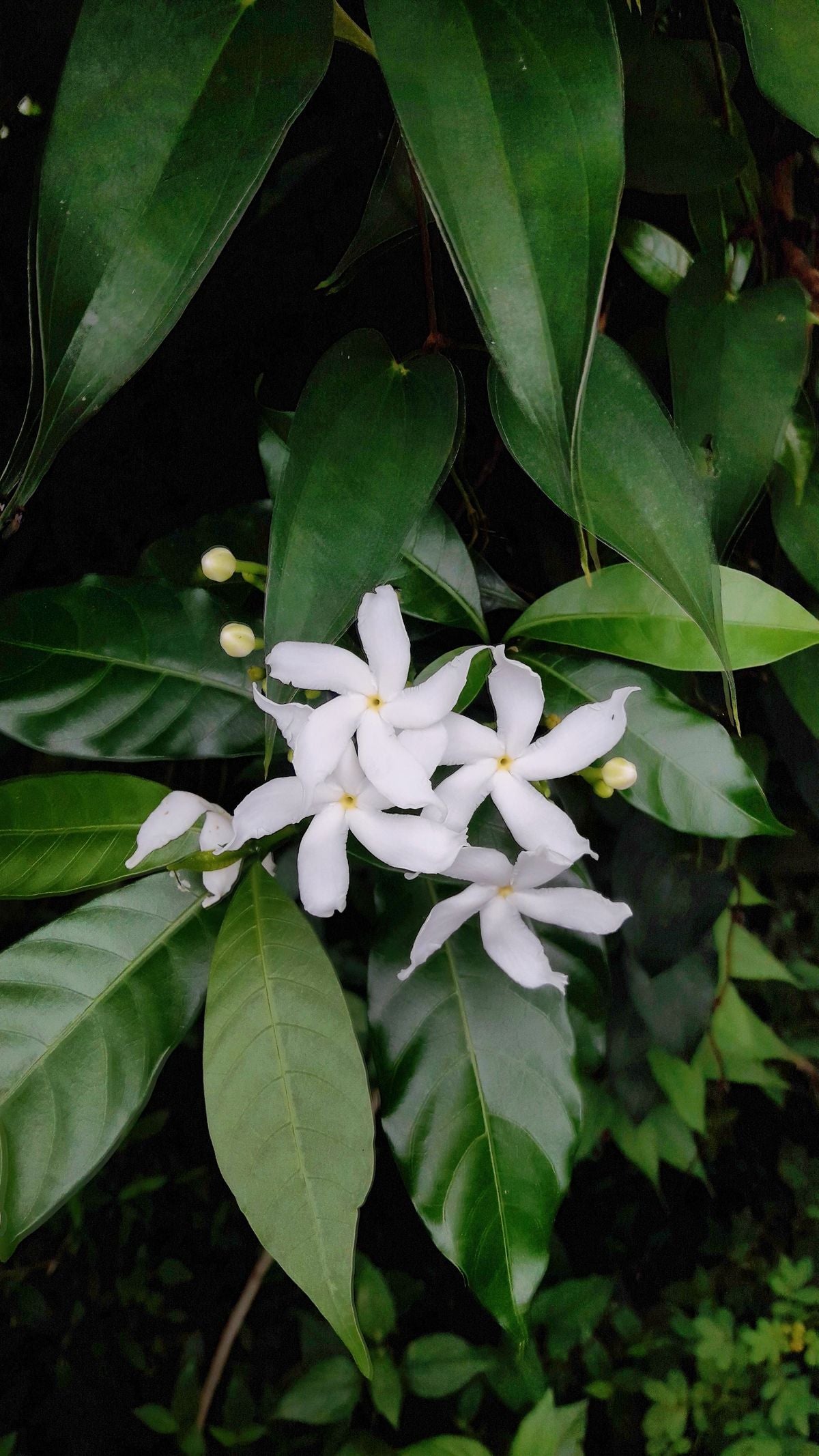 Safed pinwheel-shaped Angel Wing Jasmine phool, chamakdaar hari pattiyon ke beech