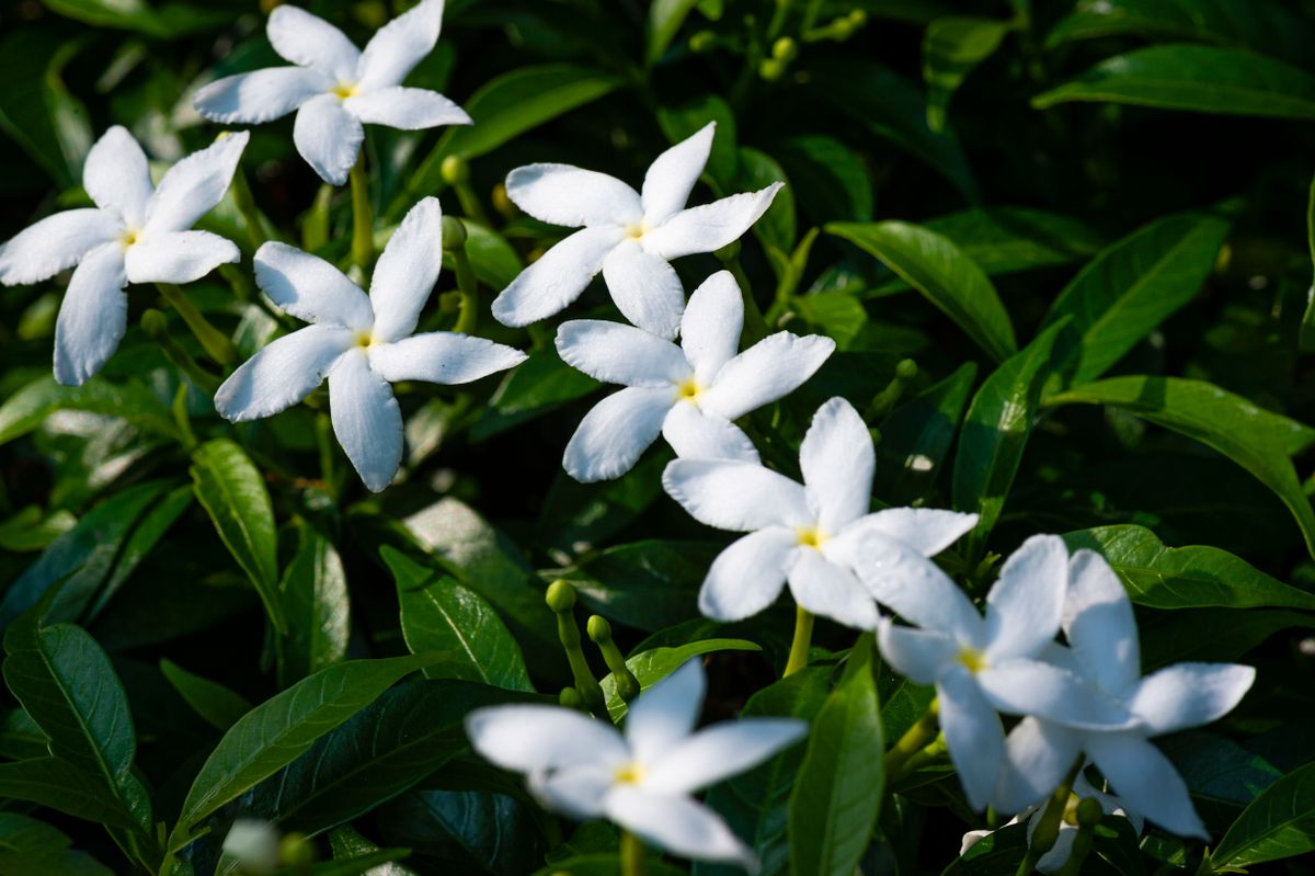 Kai safed star-shaped jasmine phool, dhoop me khile hue
