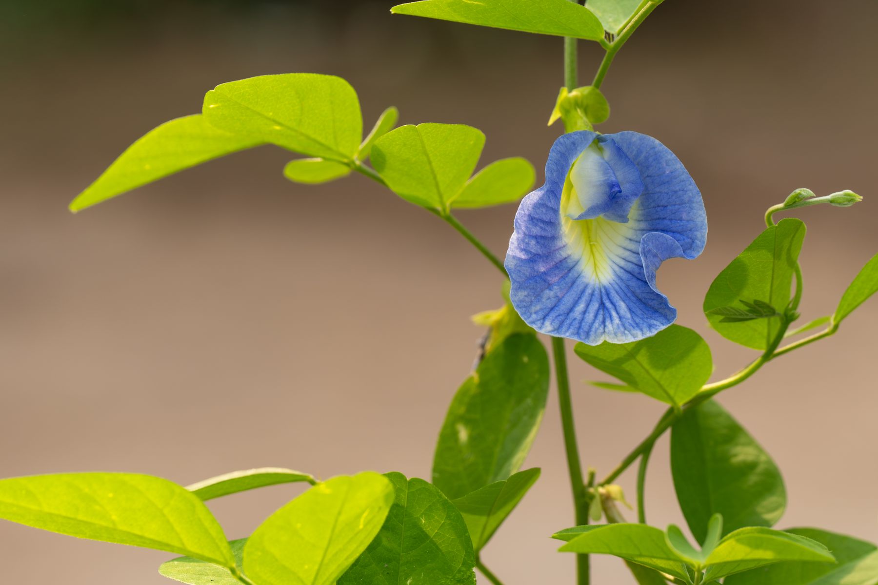 Neela Aparajita (Clitoria ternatea) ka gehra blue phool, safed-yellow throat ke saath, hari patti wali bel par