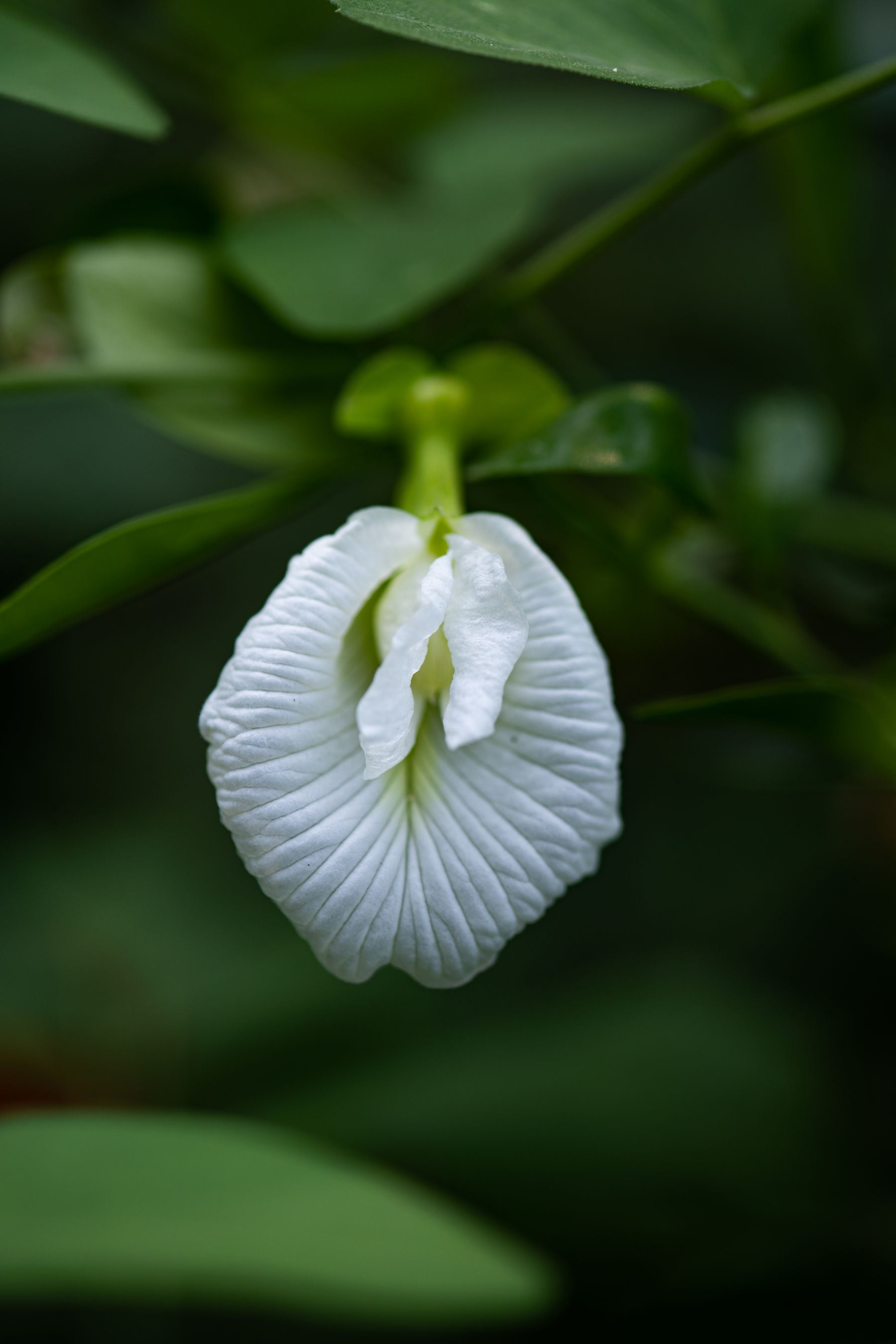Safed Aparajita (Clitoria ternatea 'Alba') ka phool, cream-yellow throat ke saath, hari pattiyon ke beech close-up