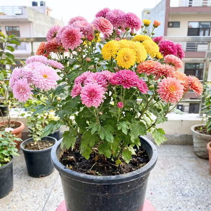 Chrysanthemum Double Mixed Flower Seeds