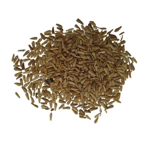 Aster Princess Mixed Flower Seeds