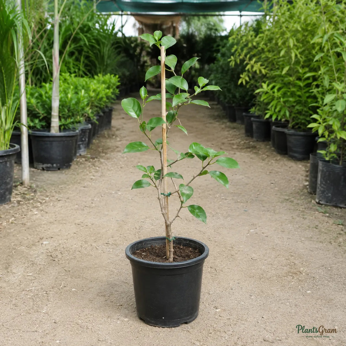 Bougainvillea H. C. Buck (Bougainvillea spectabilis) - Flowering Climber