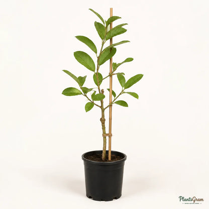 Red Diamond Guava (Grafted) - Seedless Guava