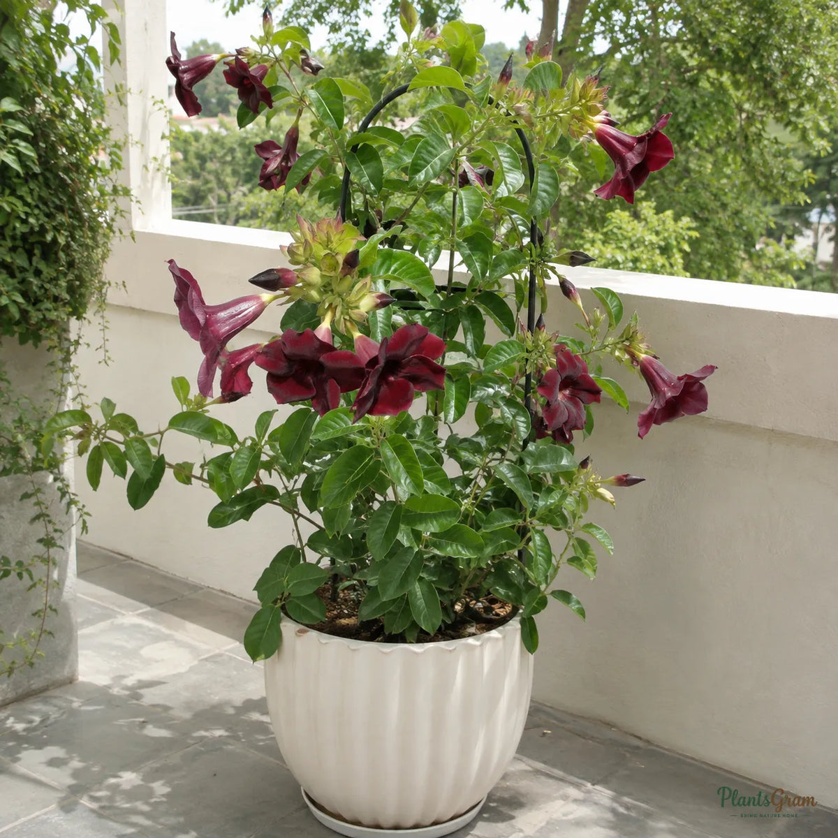 Allamanda Maroon (Dark Red) - Allamanda Hybrida