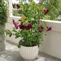 Allamanda Maroon (Dark Red) - Allamanda Hybrida