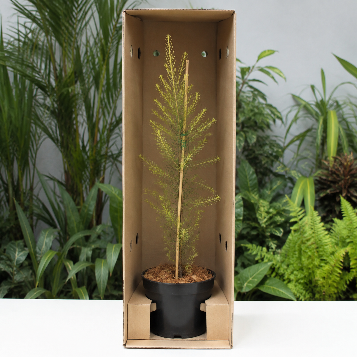 Golden Bottlebrush (Melaleuca bracteata) - Avenue Tree