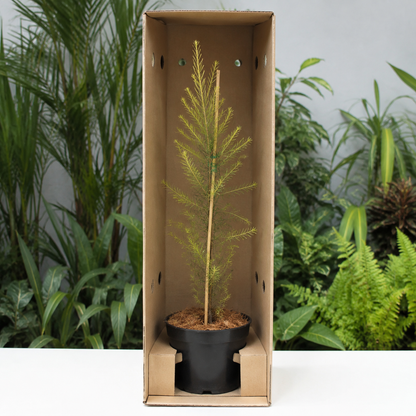 Golden Bottlebrush (Melaleuca bracteata) - Avenue Tree