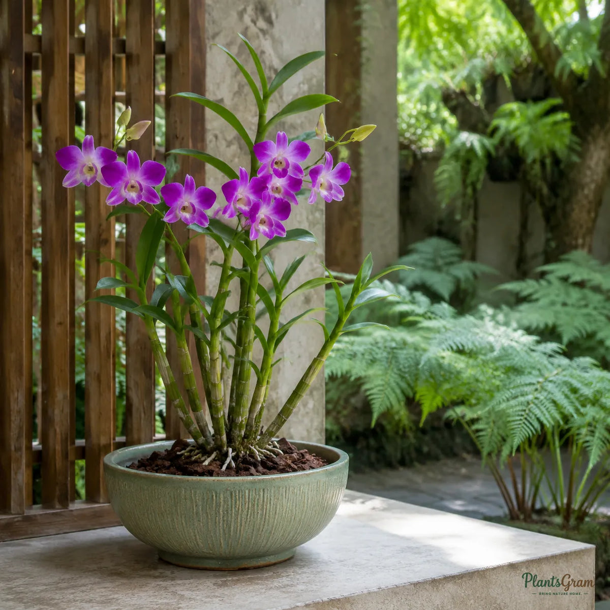 Dendrobium Orchid (Purple) - Dendrobium Hybrid