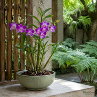 Dendrobium Orchid (Purple) - Dendrobium Hybrid