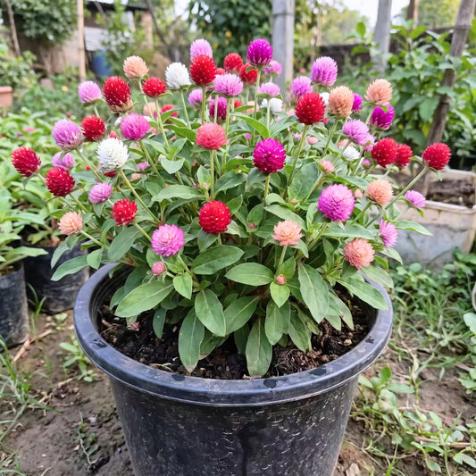 Gomphrena Mixed Color Flower Seeds