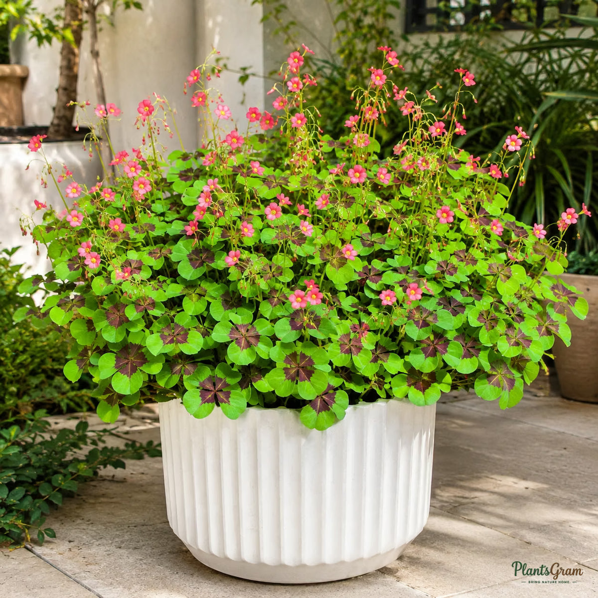 Oxalis Iron Cross flower bulb product photo