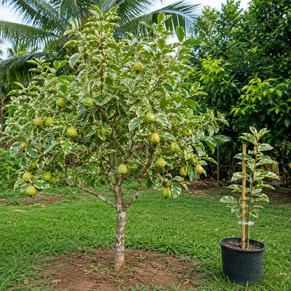 Guava Variegata (Grafted) - Fruit Plants & Trees