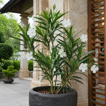 Nerium White Single (Nerium Oleander) - Flowering Shrub