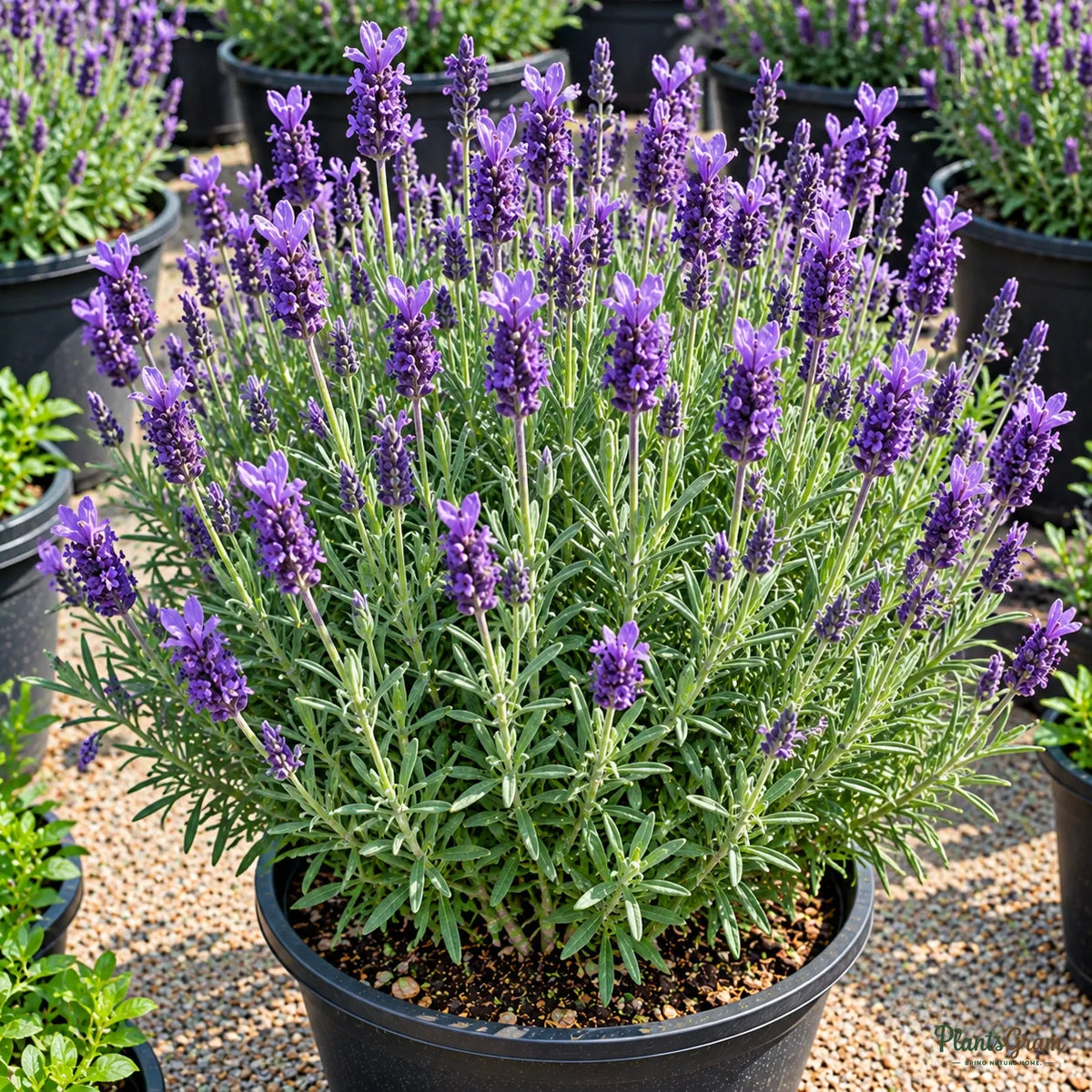 Lavender Seeds for Fragrant Gardens – 30–40 Seeds