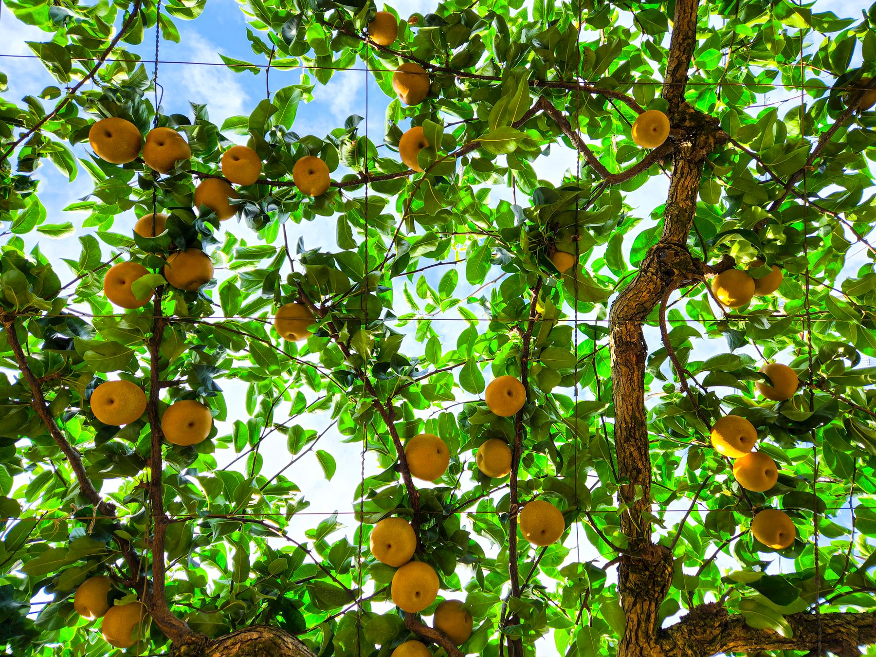 Pyrus (pear) ke ped par lage hue pakke golden-yellow nashpati jaise phal, ghane hare patton ke beech