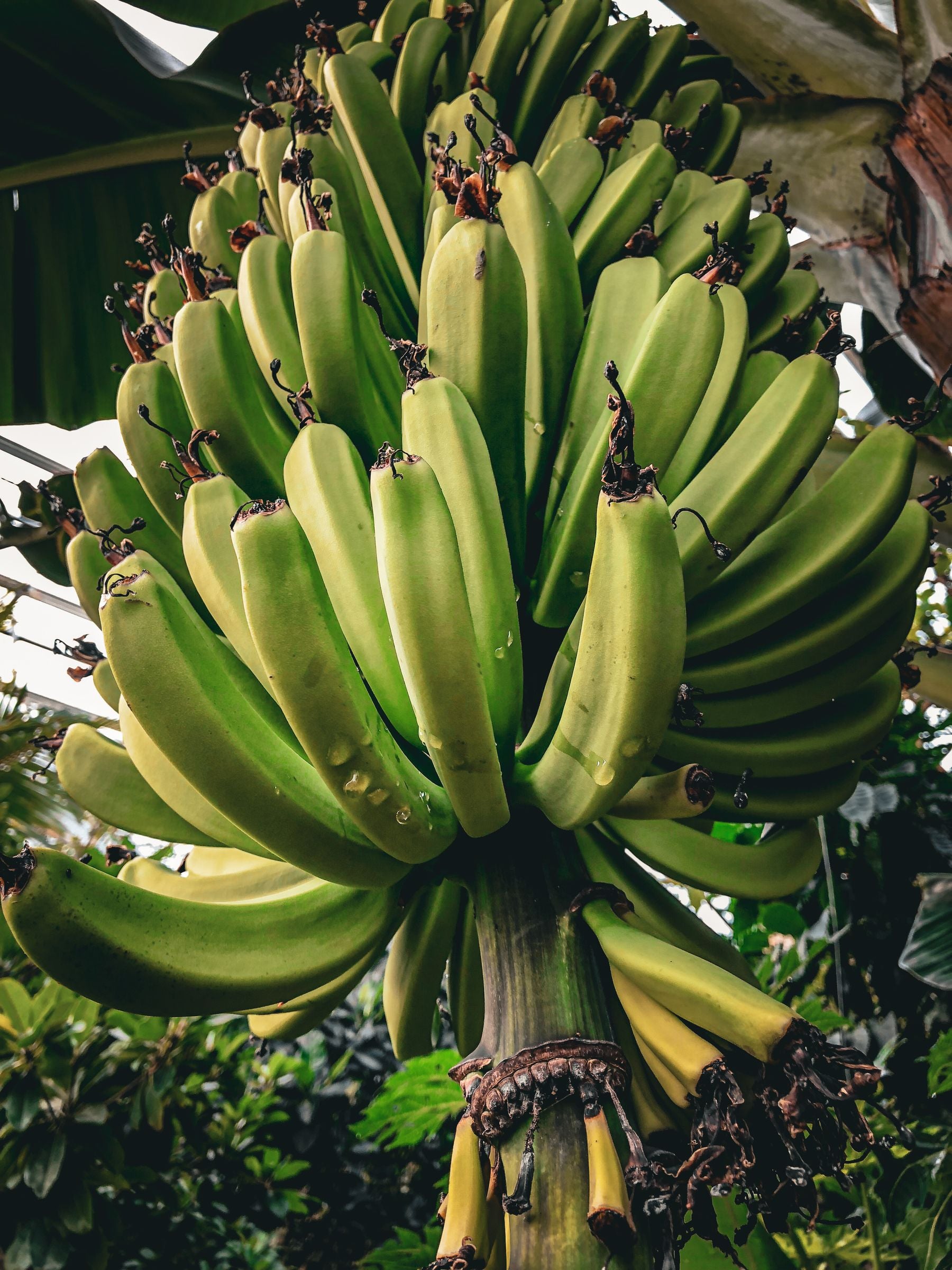 Kele ka guchha (banana bunch) paudhe par lagaa hua, generic photo — Chakkrakeli variety-specific nahi mila