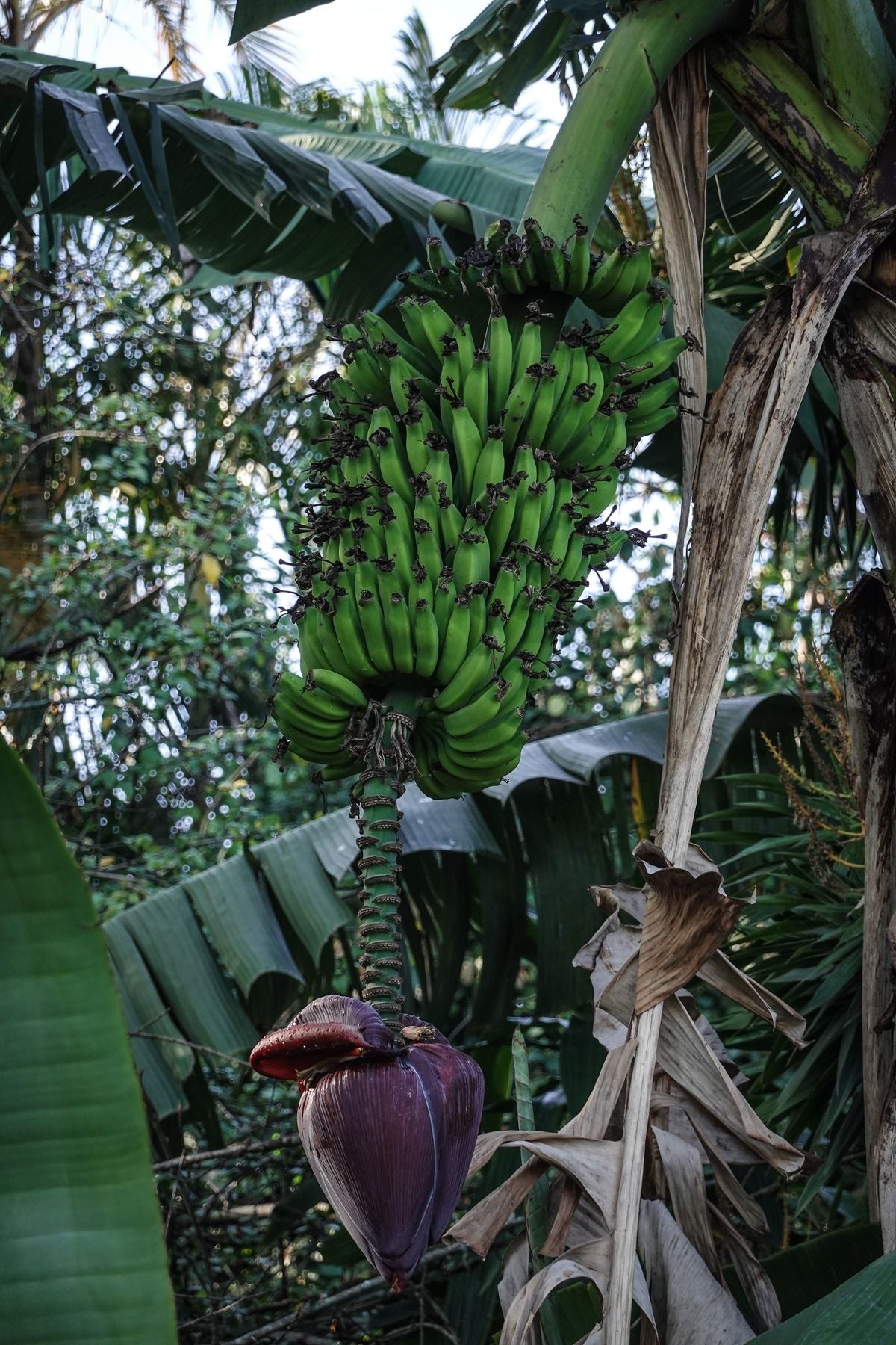 Banana plant (Musa sp.) ka bada bunch green unripe bananas ka, saath me purple banana flower bhi dikh raha hai