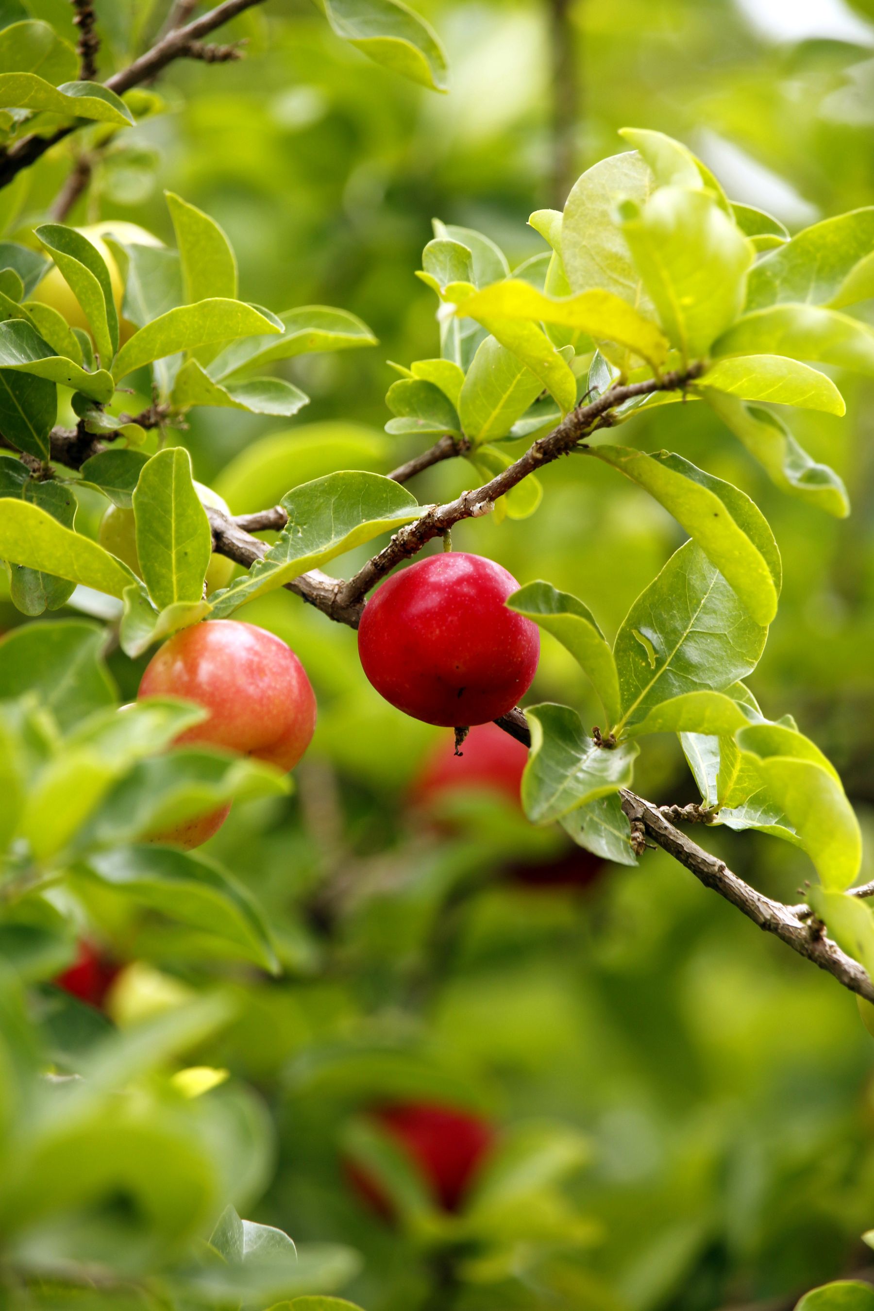Acerola cherry (Barbados cherry) ke chhote laal-orange gol phal ped ki daali par lagey hue, hare pattay ke saath