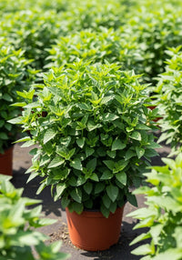 Bathua Saag Seeds