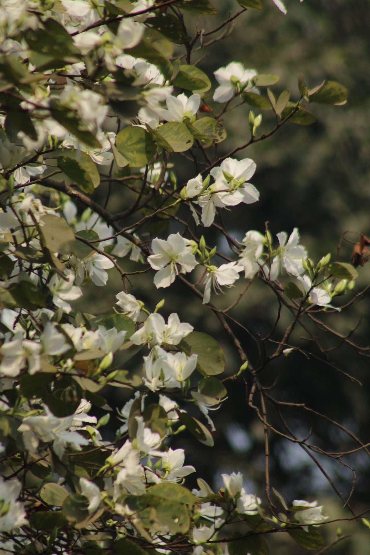 Bauhinia acuminata ki daal par safed kachnar jaise phool