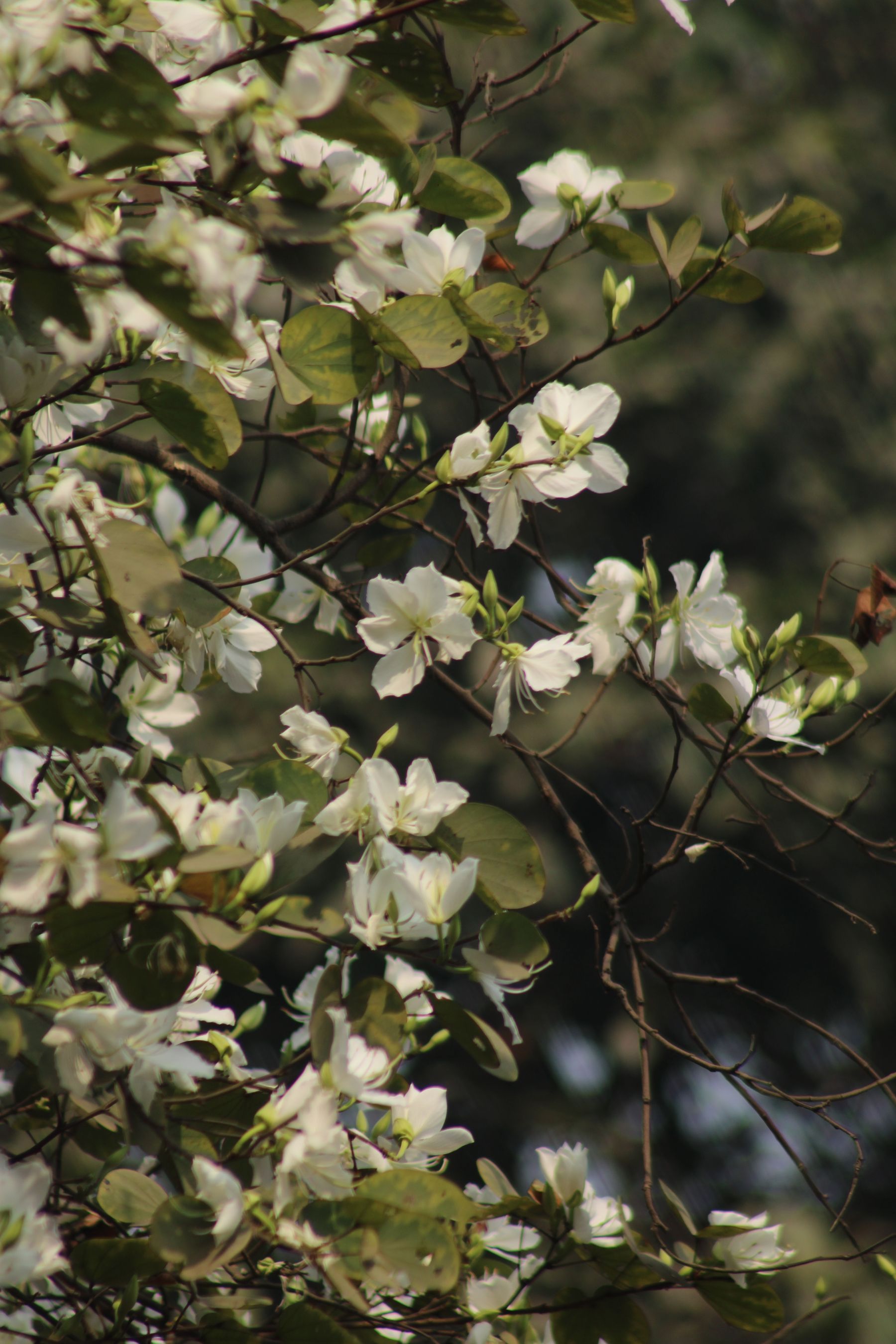 Bauhinia acuminata ki daal par safed kachnar jaise phool
