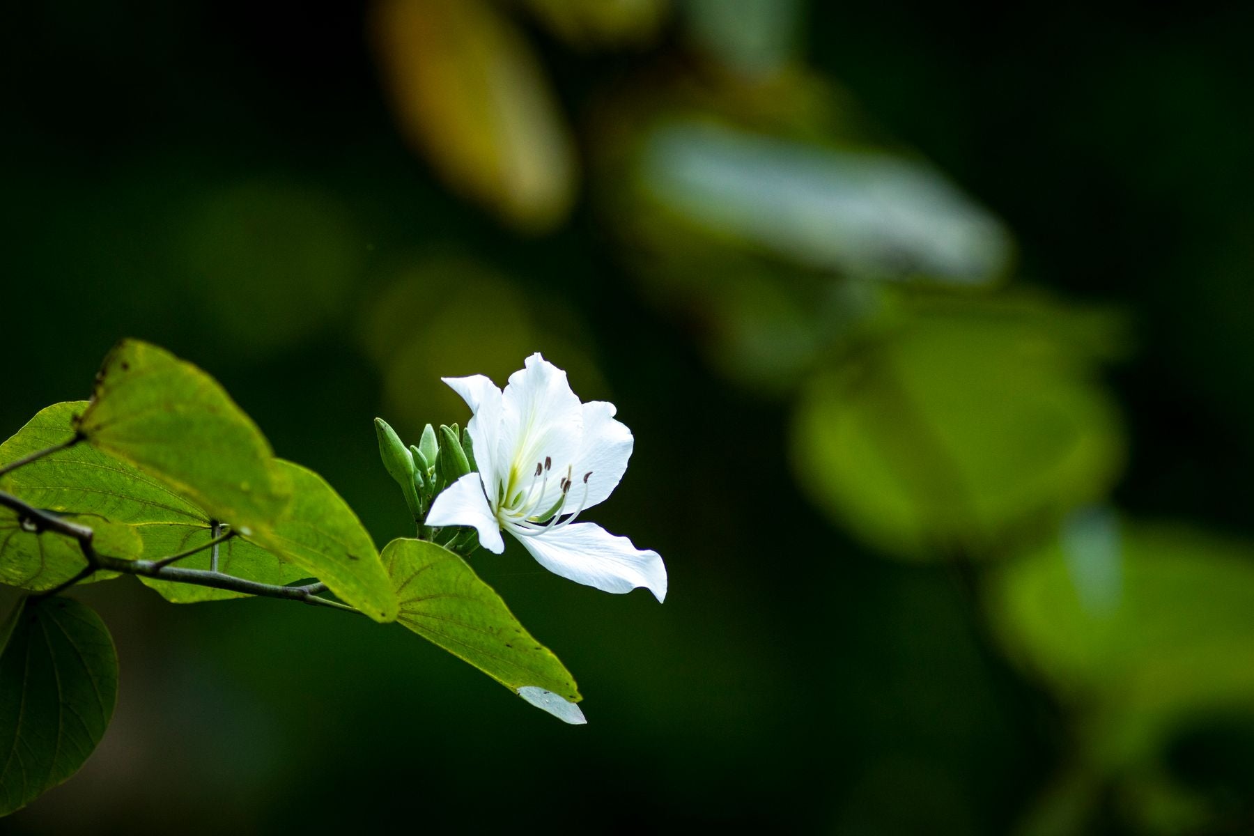 Ek akela safed Bauhinia phool, stamens saaf dikh rahe hain