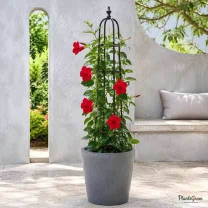 Mandevilla Red Single - Flowering Climber