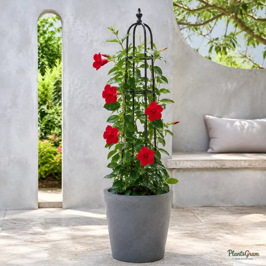 Mandevilla Red Single - Flowering Climber