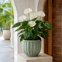 Anthurium (White) - Anthurium Andreanum