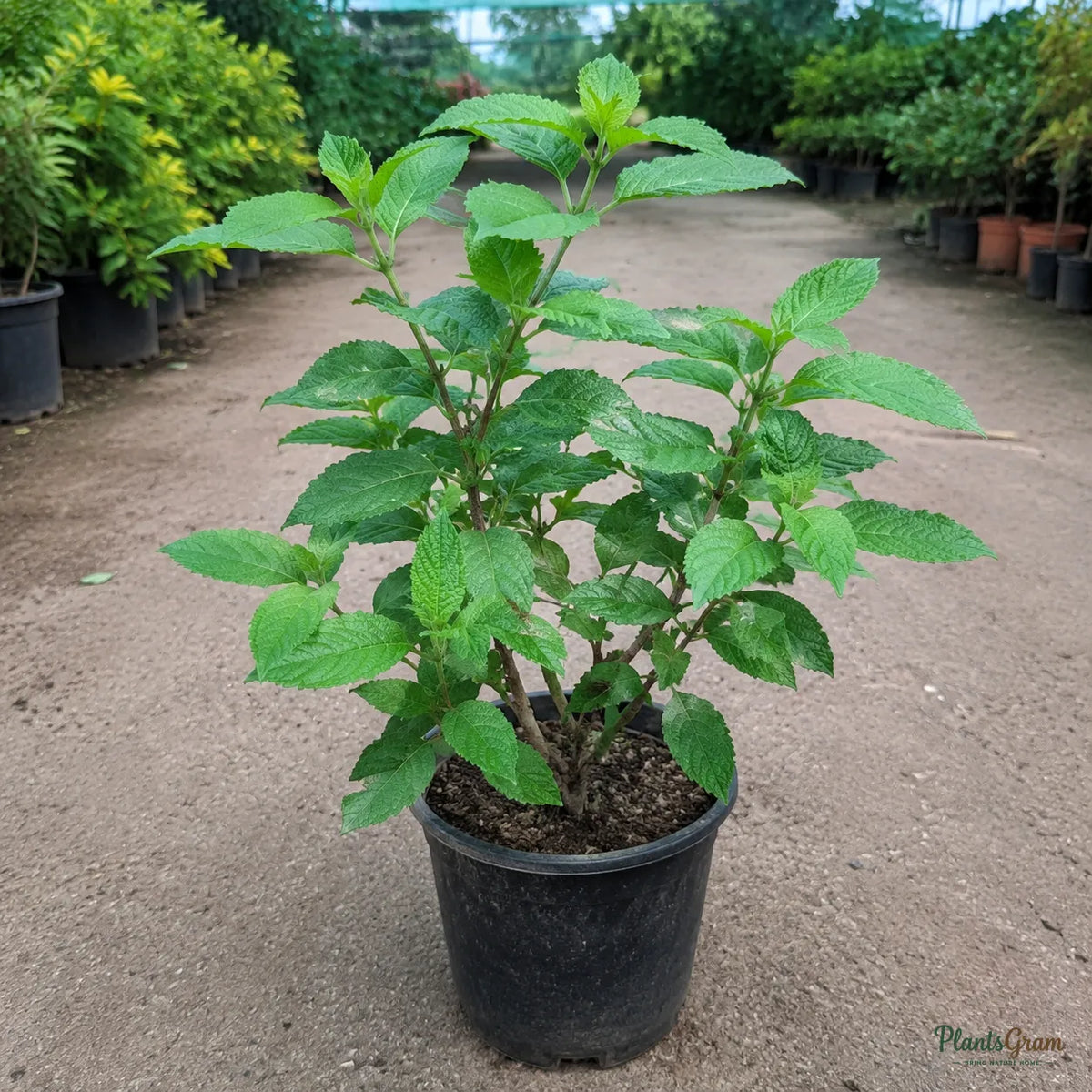 Lantana (Yellow) - Lantana camara