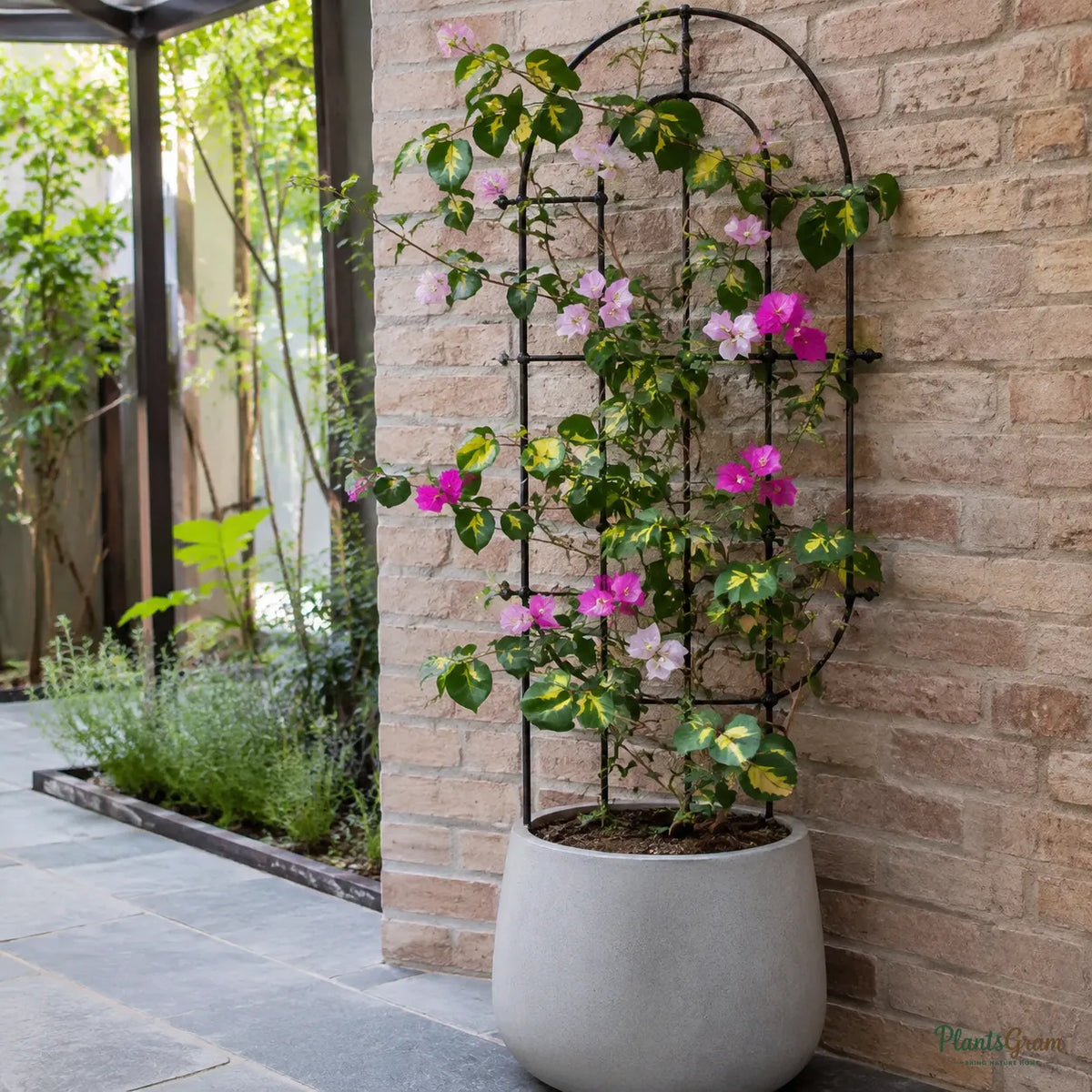 Bougainvillea (Thimma Variegated) - Bougainvillea spectabilis