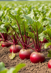 Beetroot Red Grand Seeds – F1 Hybrid