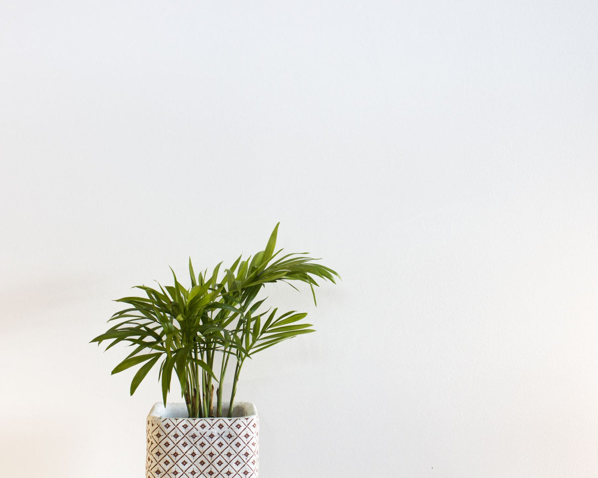 Chota potted palm plant — Areca/betel nut palm jaisa generic feather-leaf palm (exact species match nahi mila)