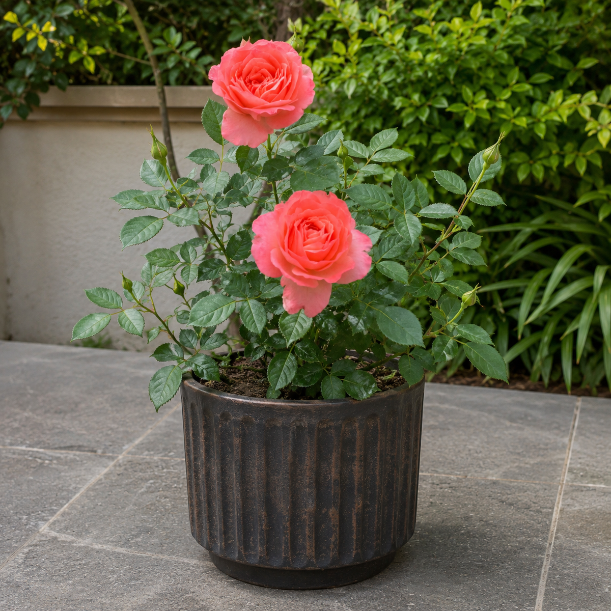 Orange Rose - Rosa hybrid
