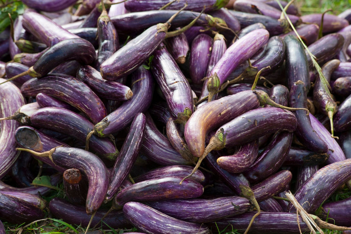 Lambe purple-white striped baingan (brinjal/eggplant) ka dher, harvest ke baad