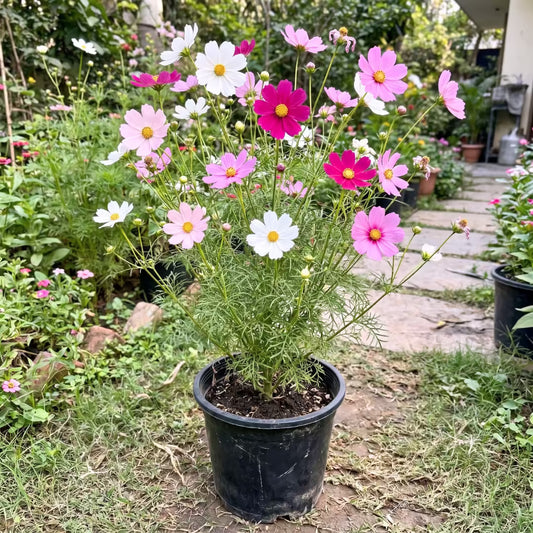 Cosmos Mixed Color Flower Seeds