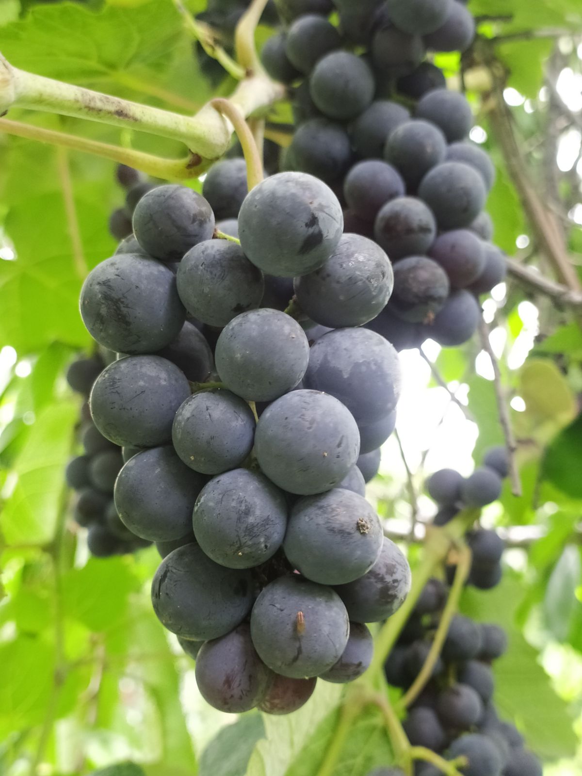 Kale angoor (black grapes) ka bada bunch bel par latka hua, hari pattiyon ke saath