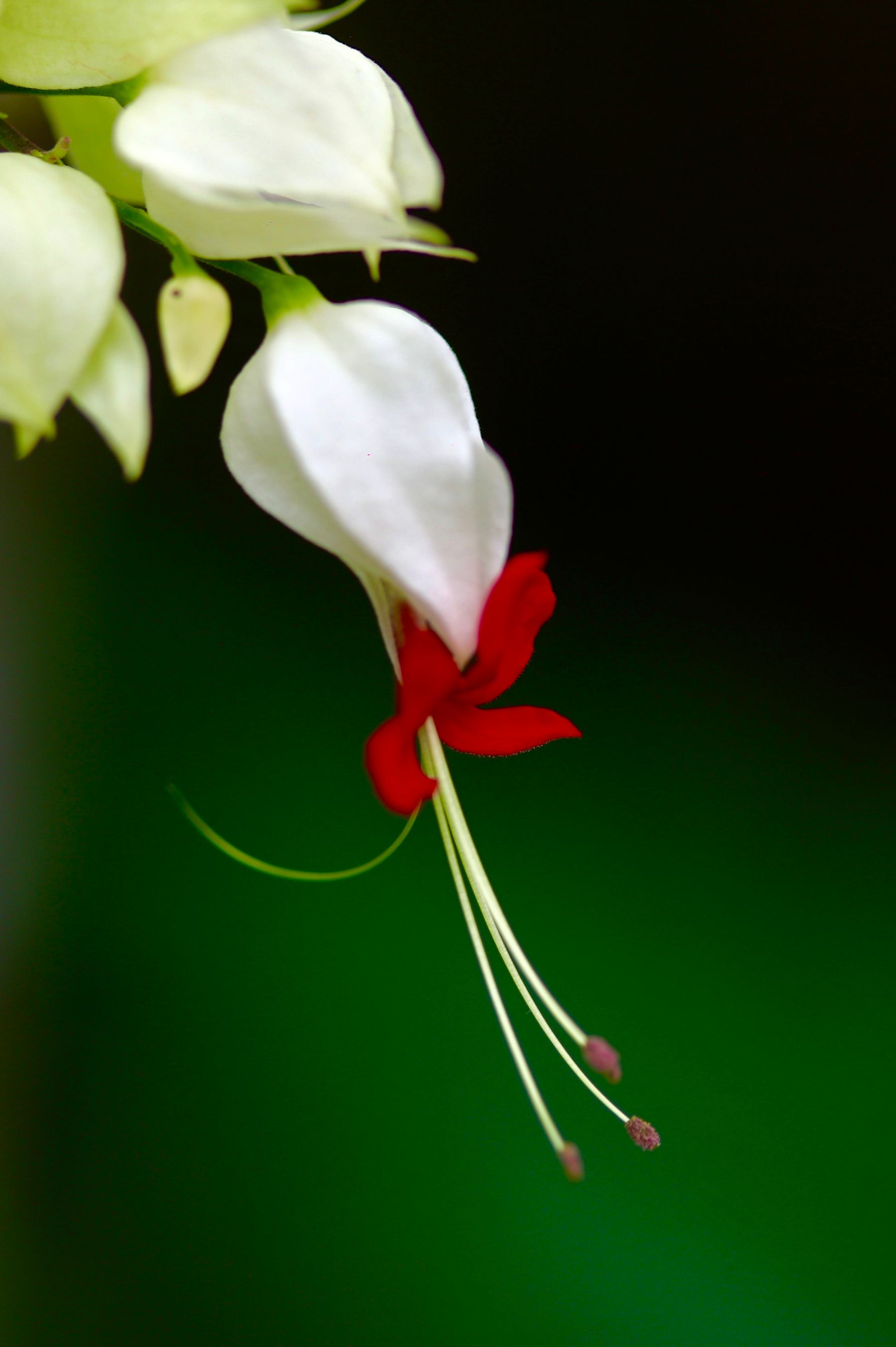 Bleeding heart vine ka safed heart-shaped calyx aur beech mein laal phool