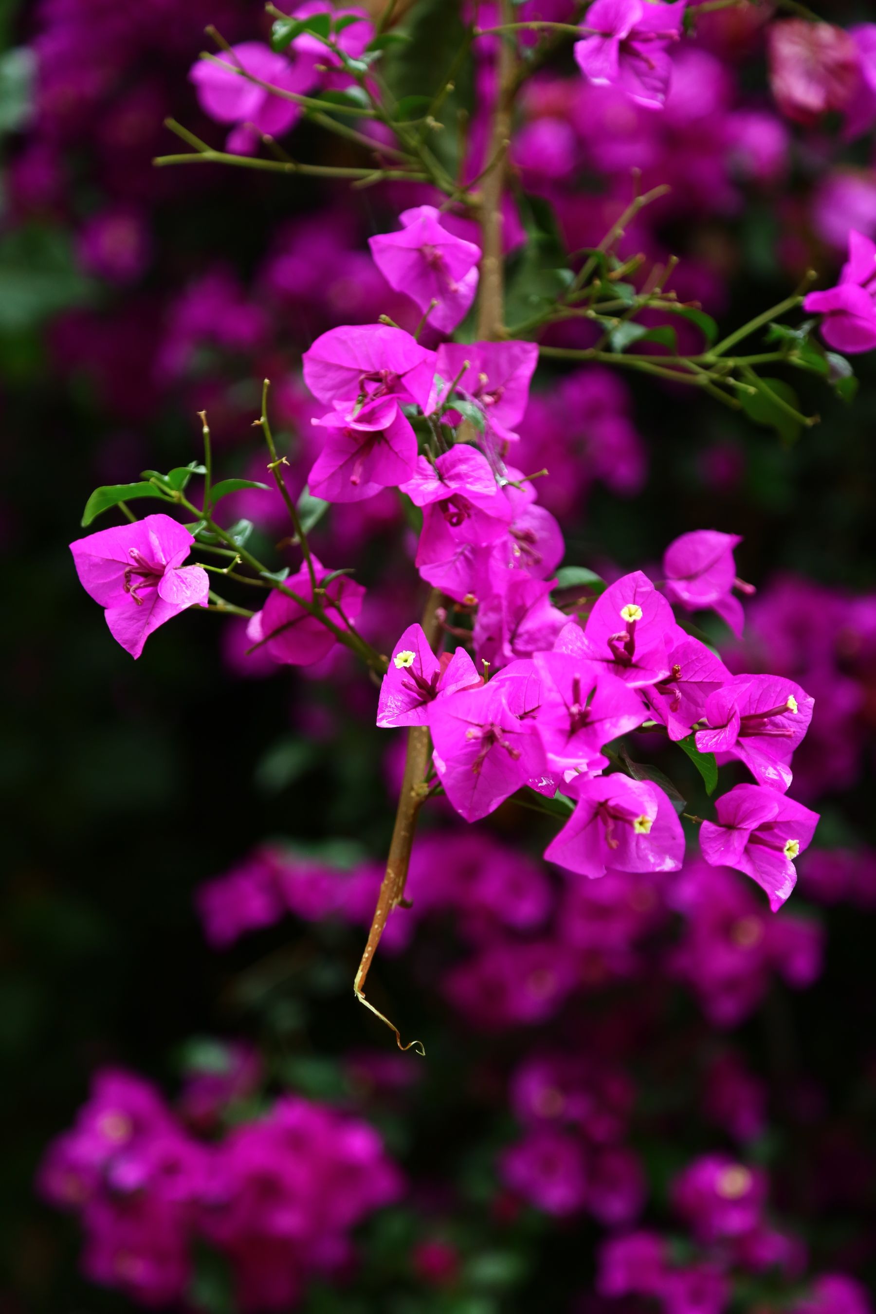 Gehra magenta-purple Bougainvillea ke bracts daali par khile hue