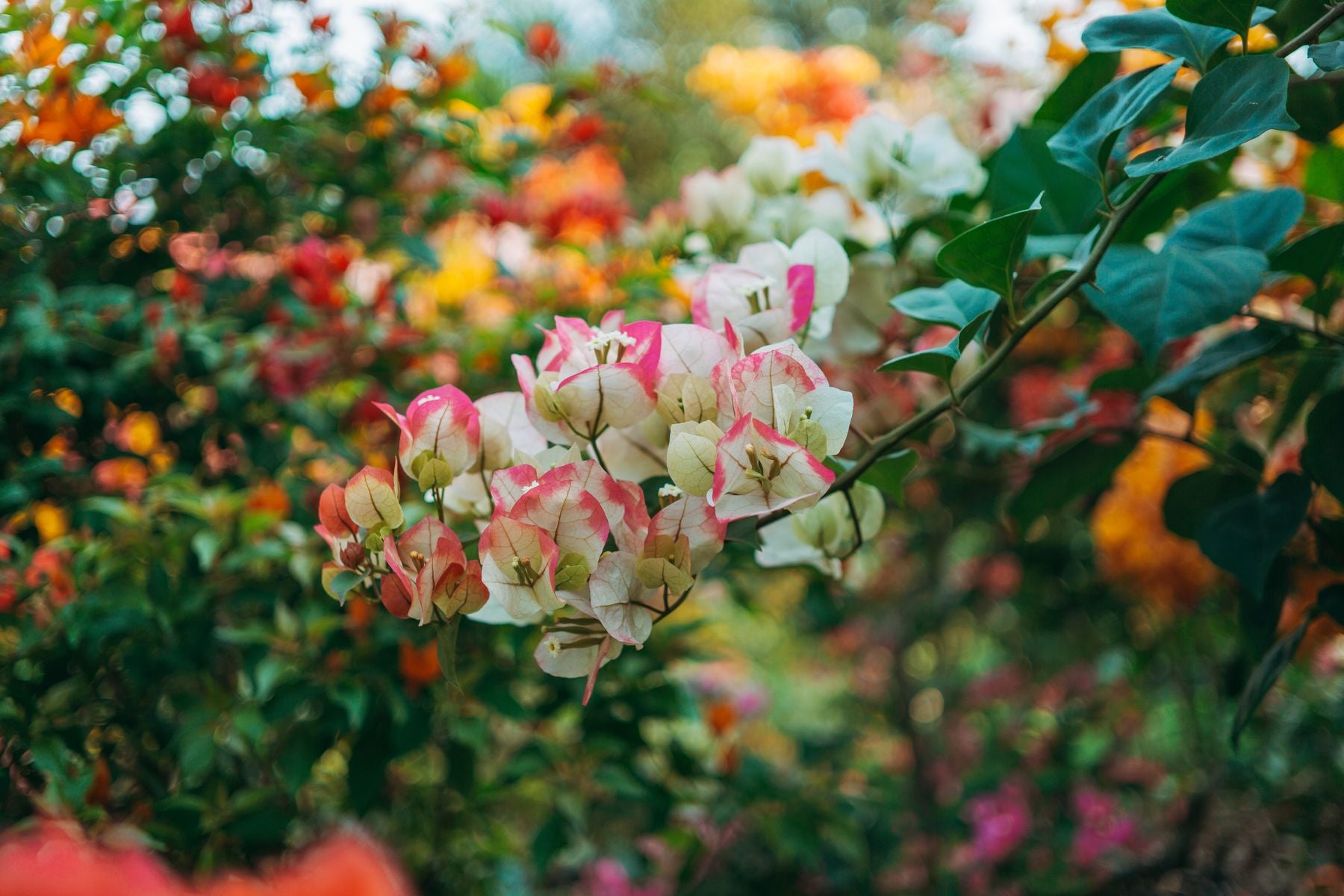 Bougainvillea ke bracts jinke centre white aur edges pink hain, ek hi paudhe par