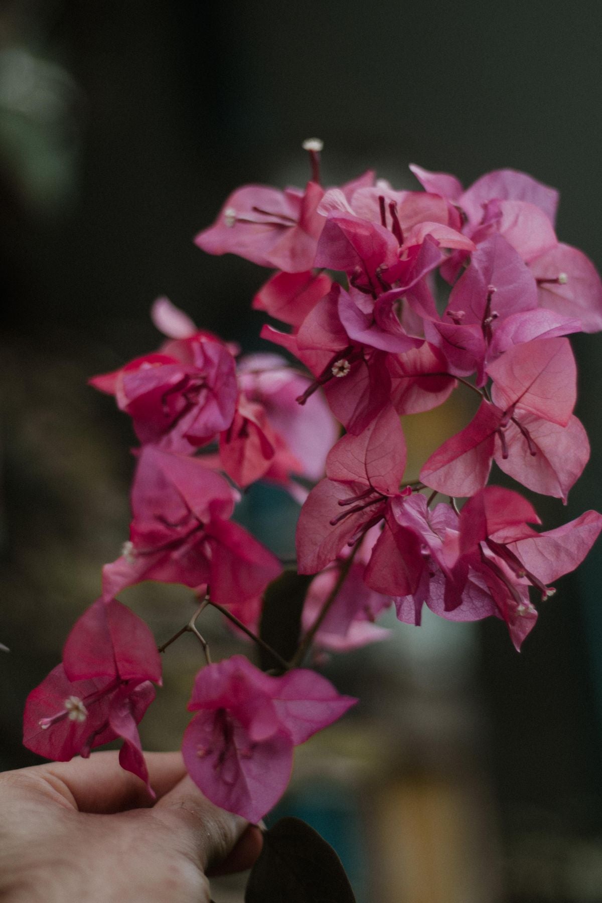Gehra pink-magenta bougainvillea bracts ka gucchha, haath mein pakda hua