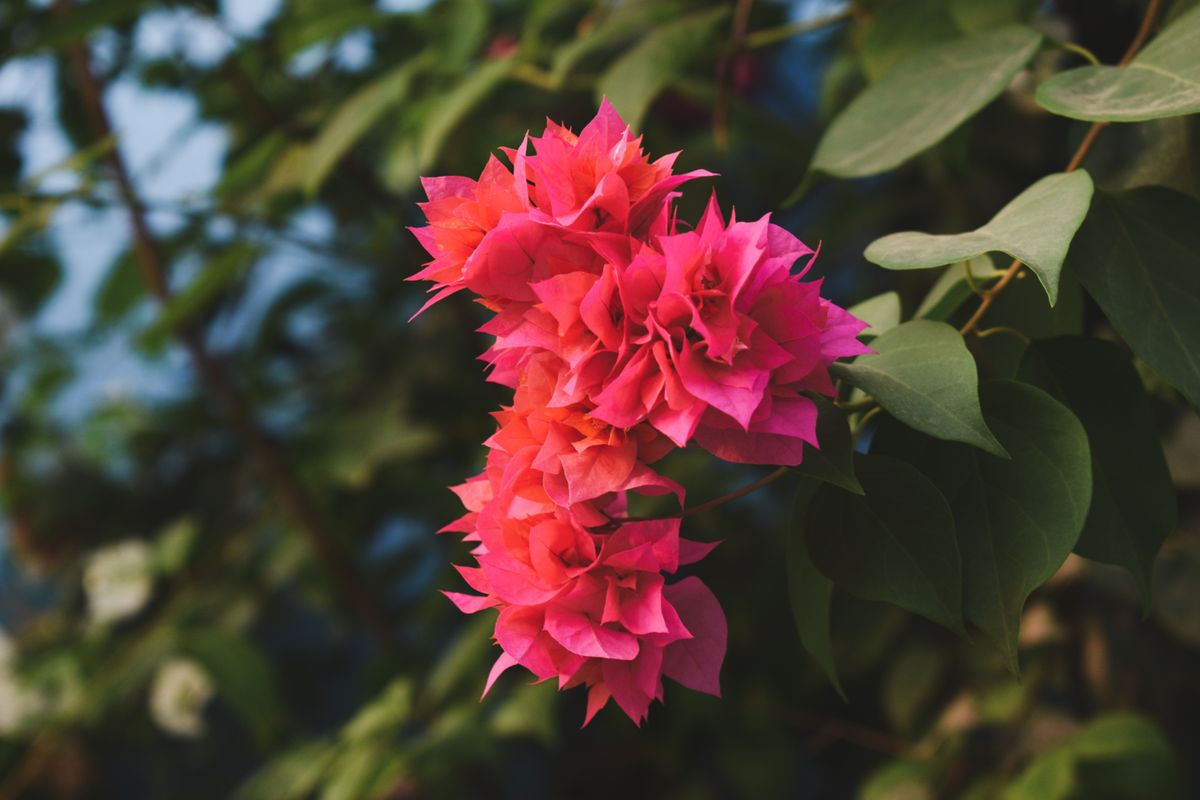Doosra angle - pink-red bougainvillea bracts cluster, patton ke saath
